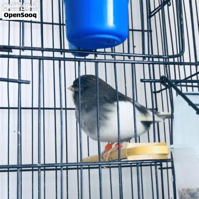 كناري انثى و ذكر 2