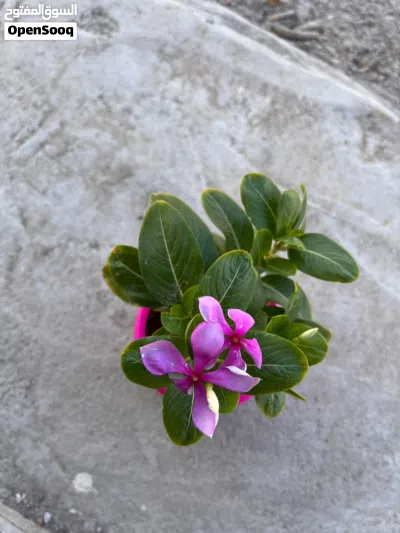 undefined 4