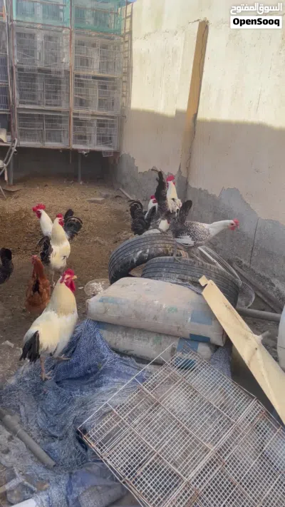 للبيع دجاج ذكور فقط 3
