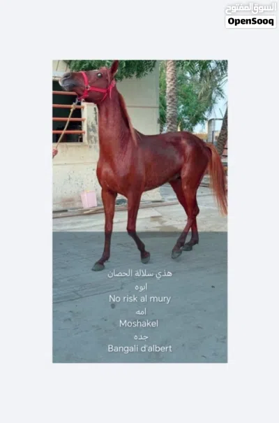 (صدااام) خيل عربي أصيل 4