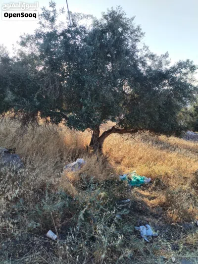 أرض مميزة للبيع كفر يوبا _ حوض السهلات الوسطى _ رقم القطعة 253مرتفعة ومطلة 2