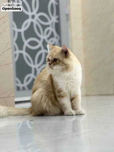 قط للبيع.. 2