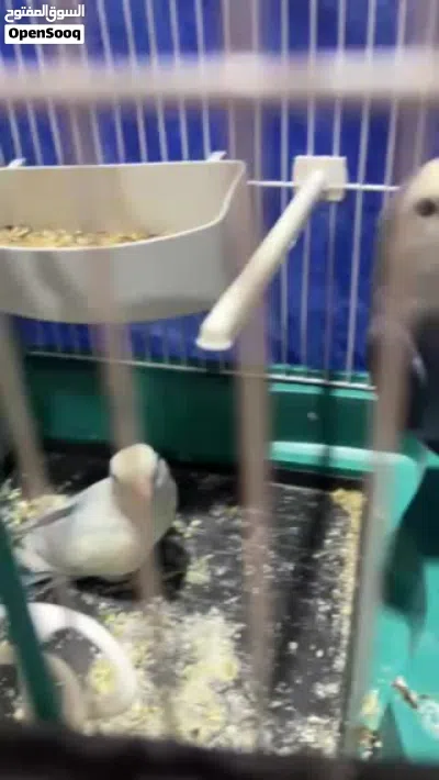 للبيع جوز روز جانبو 3