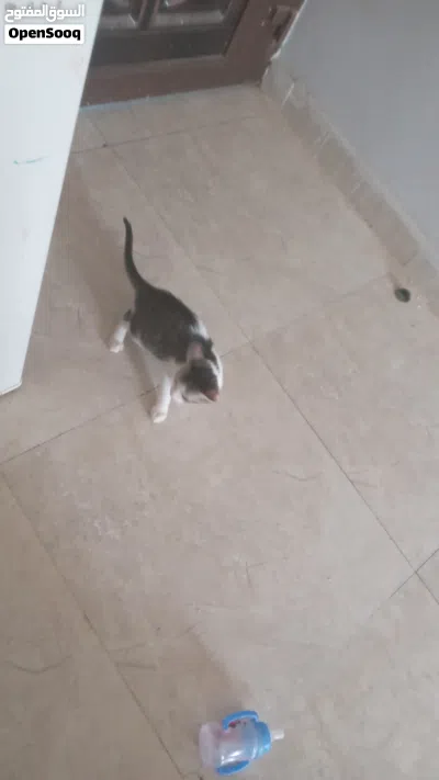 للبيع قط مكس لعوب وطيوب 2