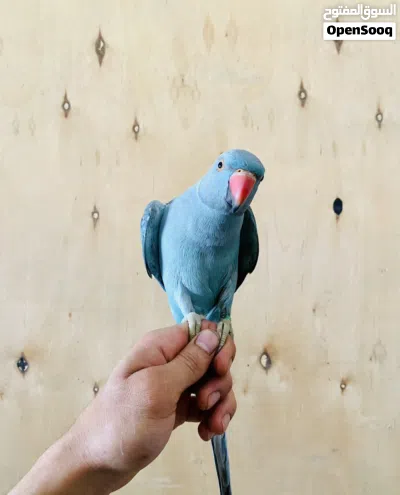 ببغاء ذره هندي 3