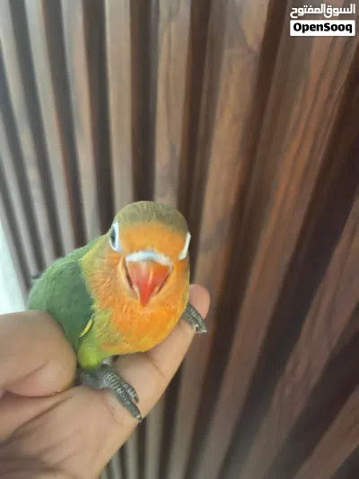 فيشر وبادجي أليف للبيع 2