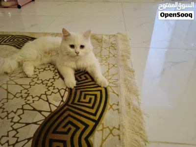 undefined 3