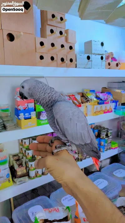 ببغاء كاسكو 4