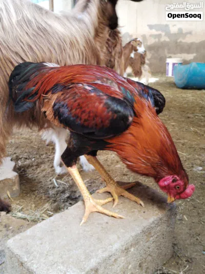 ديك باكستاني عمره تقريبا سنه معي من يوم صغير 2