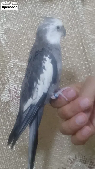 ذكر كوكتيل اليف ومتكلم 2