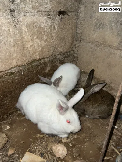 6ارانب للبيع 2