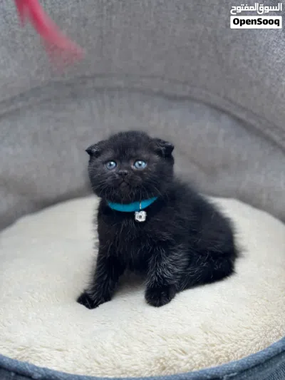 2 كيتنز سكوتش فولد بلاك ذكر وانثي 2 kittens scottish fold black, male and female 3