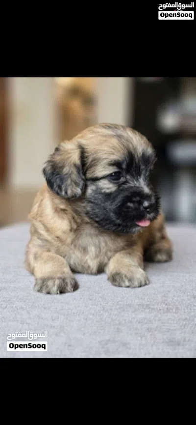 جرو مالتييز ذكر ذكي و لعوب Adorable Male Maltese Puppy 2