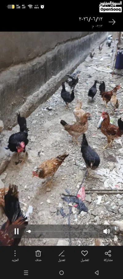 بيع دجاج كوتي افرق خط أول 2