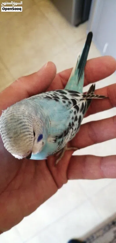 فرخ حب باخر مرحلة الزق في مادبا 2