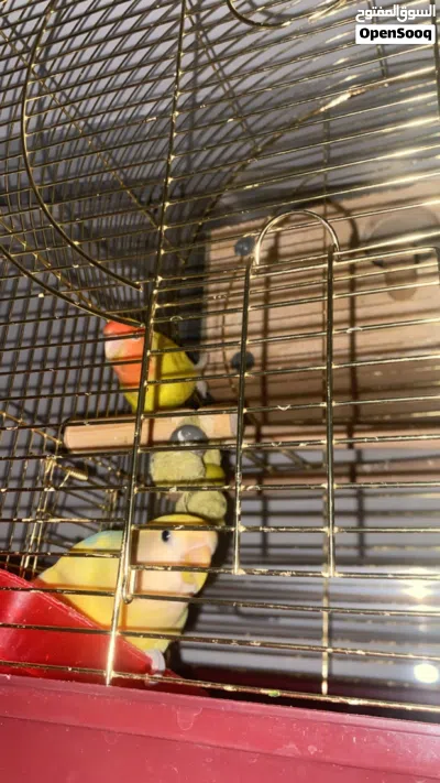 زوج روز منتج وأليف شرط 2