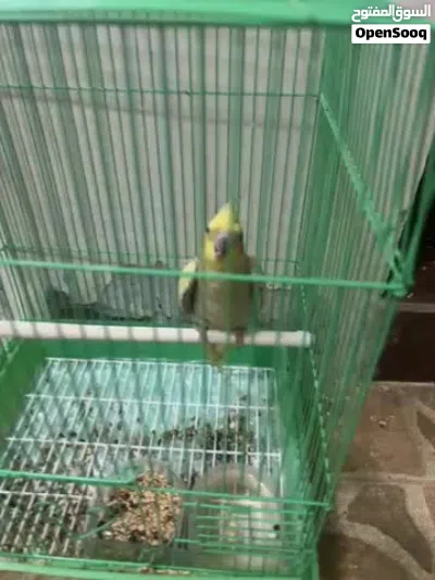 كوكتيل اليف 3