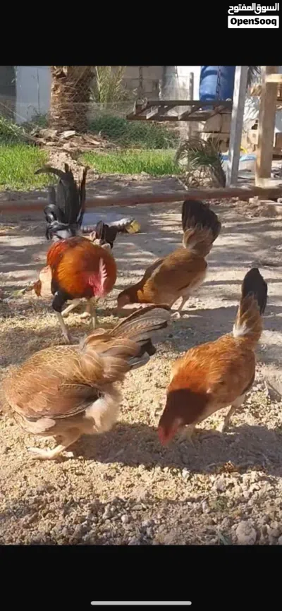 دجاج كويتي خط اول 4