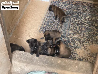 جراو مالينوااا 3