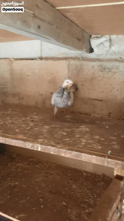 فحل ذباني طير حمام بس زقيتو بطن 3