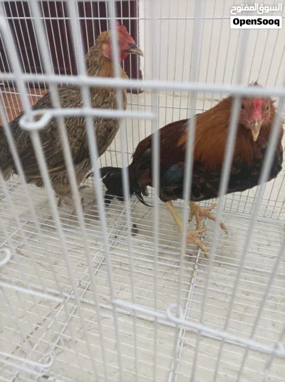 للبيع ديك ودجاجه محلي الموقع صلاله 3
