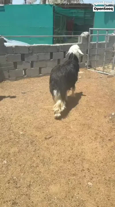 كبش نجدي راهي ما شاء الله 2