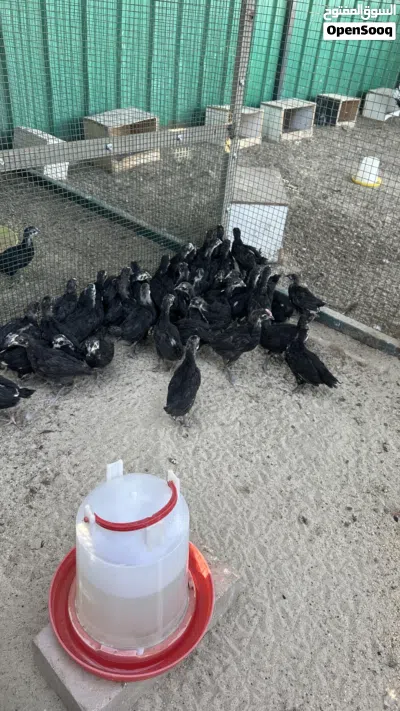 فروخ عقارب عمر شهر و نص الى شهرين 2