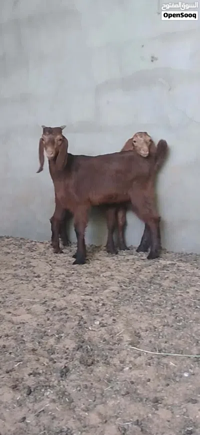 2 جديان للبيع 4