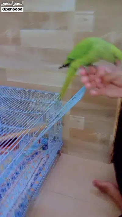 hand tamed parrot 4