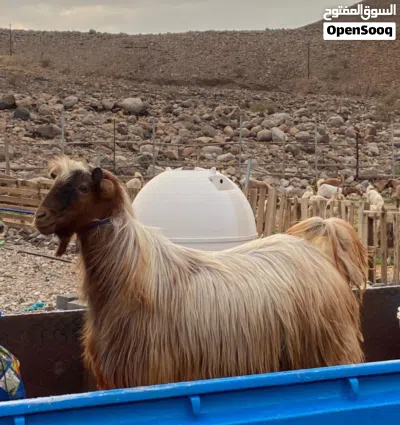 للبيع تيس من حلال بني سعيد 2