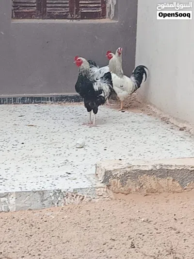 دجاج سايكس 2