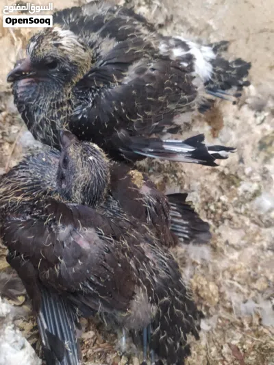 .600 pigeons kids 4