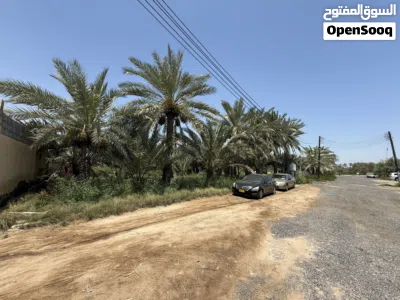 صحار الهمبار 2