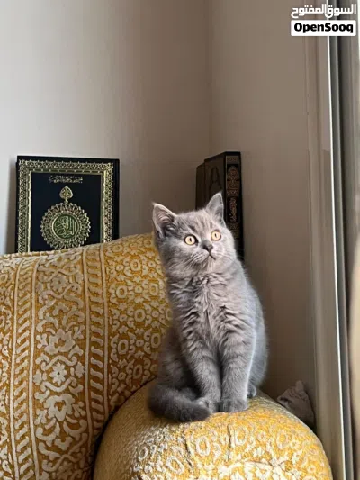 قطط للتبني 3