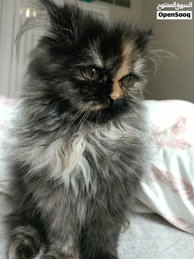 Beautiful Female Tortoiseshell Kitten – 4 Months Old 3