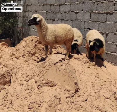 بسم الله توكلنا على الله 3 فطايم للبيع خاليات من العيوب سعر البيع 1100 دينار الفطيمة الواحدة 3