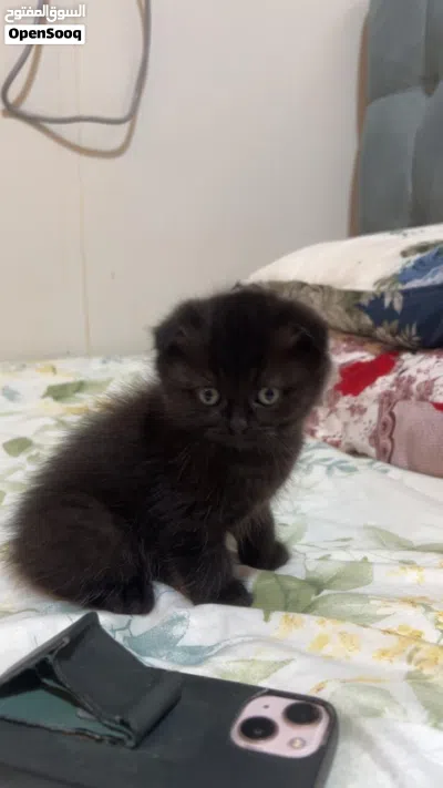 Sweet & Playful black cinnamon Scottish-British short hair Kitten Looking for a for a forever home 2