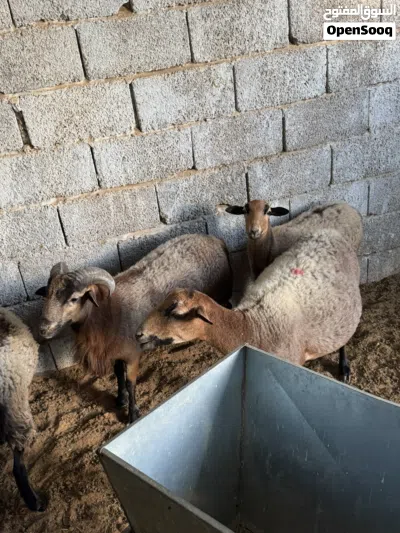 ذكر وأنثى كاميروني شمواء 2