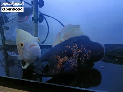 Oscar Fish Healthy and Strong. 4