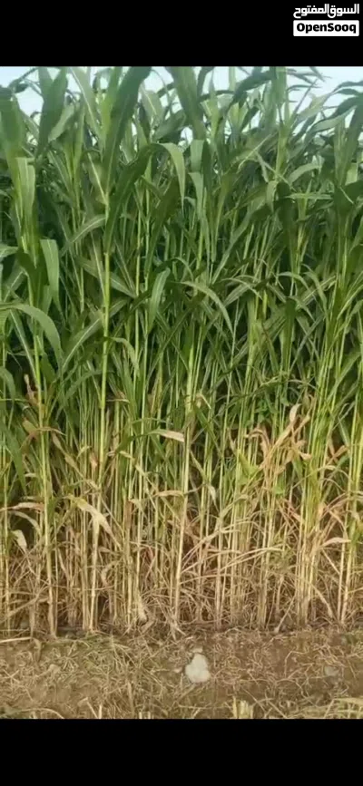 حريه غشمر درجة أولى 2
