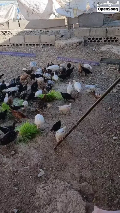 صوص بلدي نخب 4