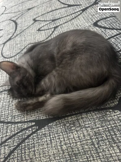 Male Kitten looking for lovely responsible family 2