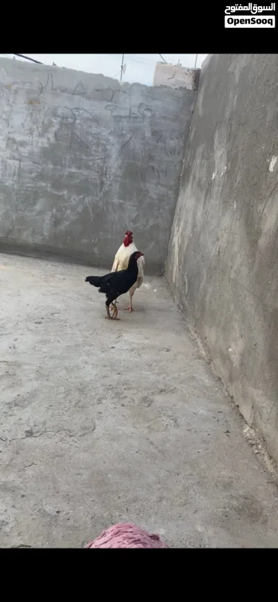 ديج ودجاجه الدجاجه متركه 2