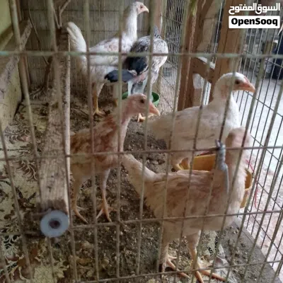 دجاج عرب للبيع 2