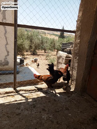 موجود ثلاث ديوك بلدي بصلى على النبي عمر سنه حجم ونضافه 3
