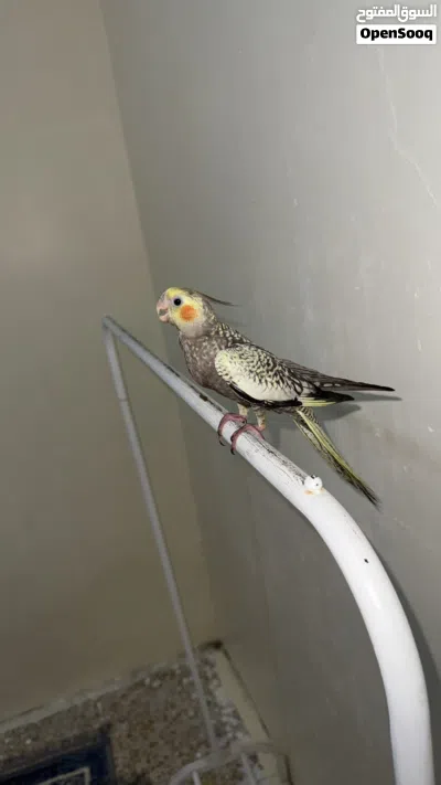 كوكتيل اليف اليزابيل 2
