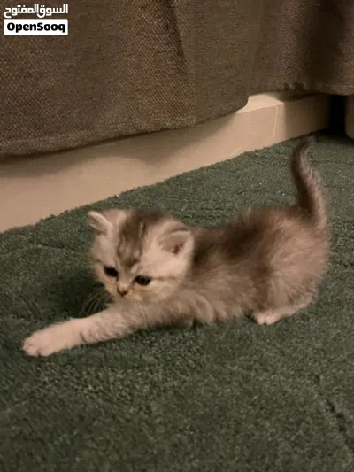 White sliver Scottish-British short hair kitten for sale! 2