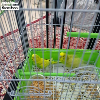 زوج من طيور البادجي للبيع 2