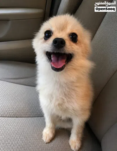 3.5 months old male Chihuahua puppy 2
