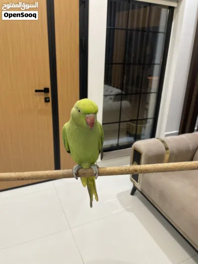 بغباء للبيع 2